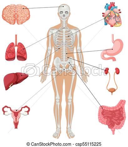 human internal organs diagram clip art 10 free Cliparts | Download ...