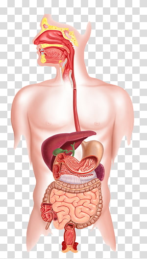 Internal organs, Organ system Human body Anatomy Tissue.