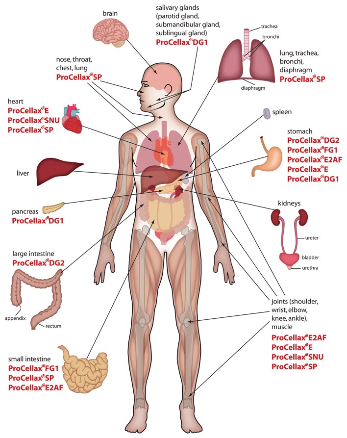Human anatomy internal organs diagram female.