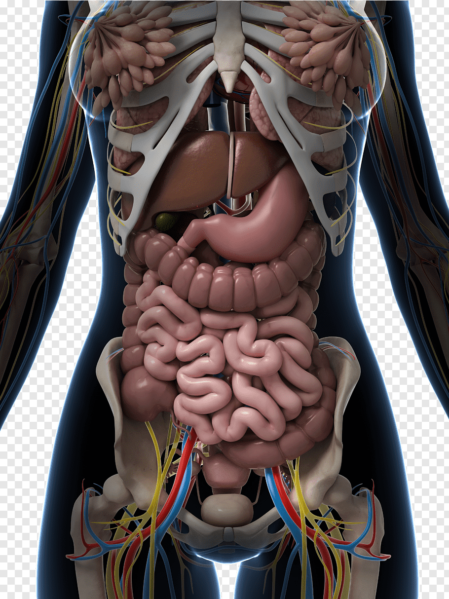 diagram of woman's internal organs