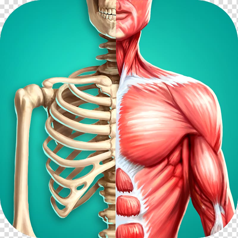 Human Anatomy Organs Diagram