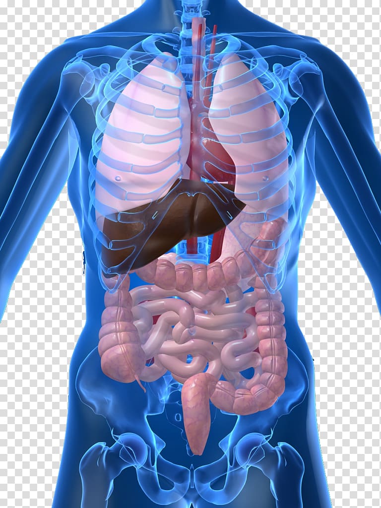 Human Anatomy Organs Diagram