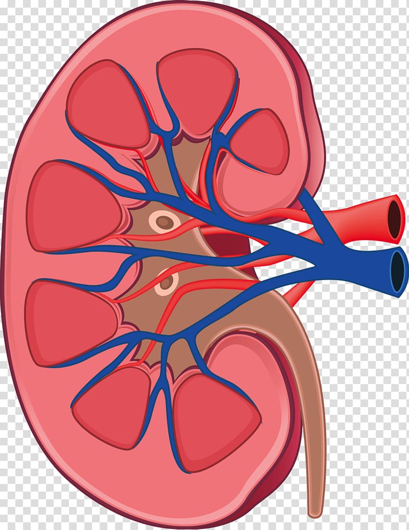Kidney Anatomy Human body Physiology Retroperitoneal space.