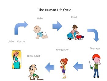 Human life. Human Life Cycle. Human Life Cycle Stages. Life Cycle in Humans. Human Life Cycle Printable.