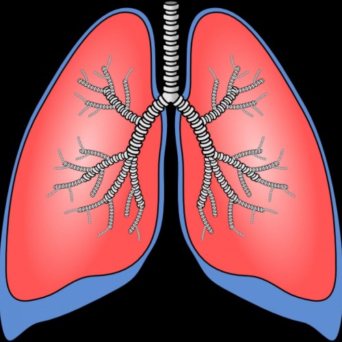 Lungs Clipart & Lungs Clip Art Images.