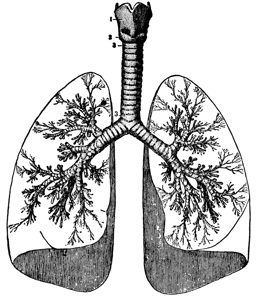 Human lung clipart 20 free Cliparts | Download images on Clipground 2021