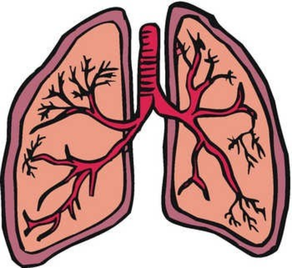 Lungs Clipart & Lungs Clip Art Images.