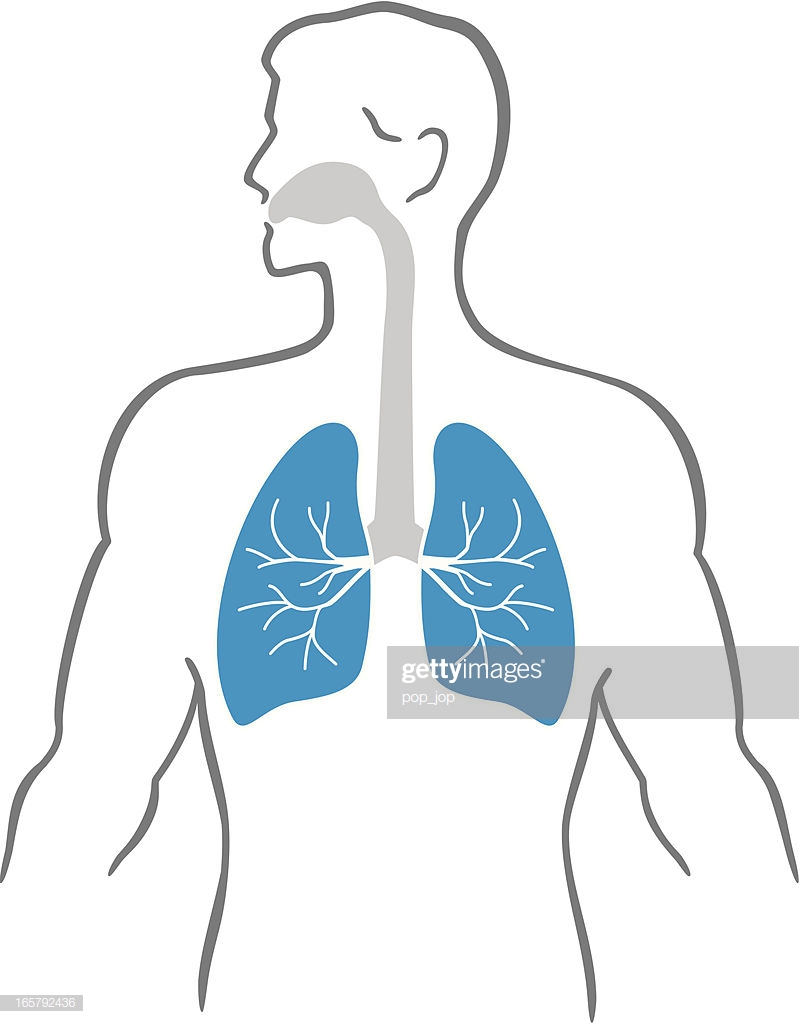 human lungs clipart 10 free Cliparts | Download images on Clipground 2021