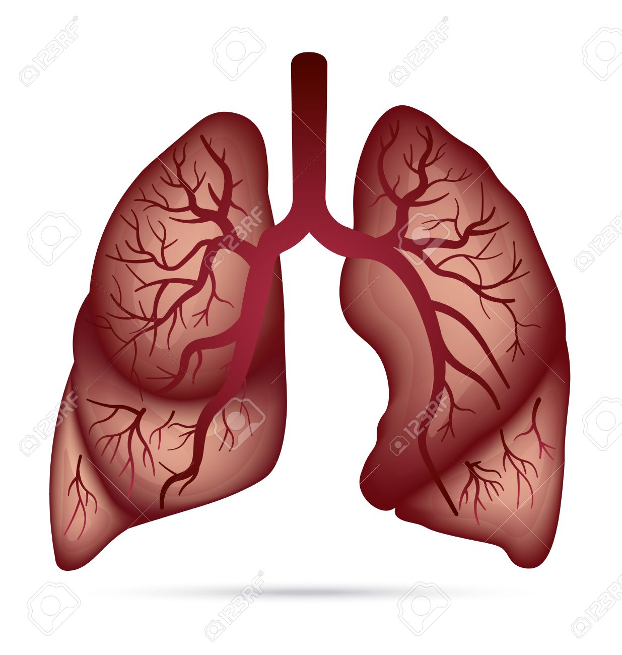 Human lungs anatomy for asthma, tuberculosis, pneumonia. Lung...