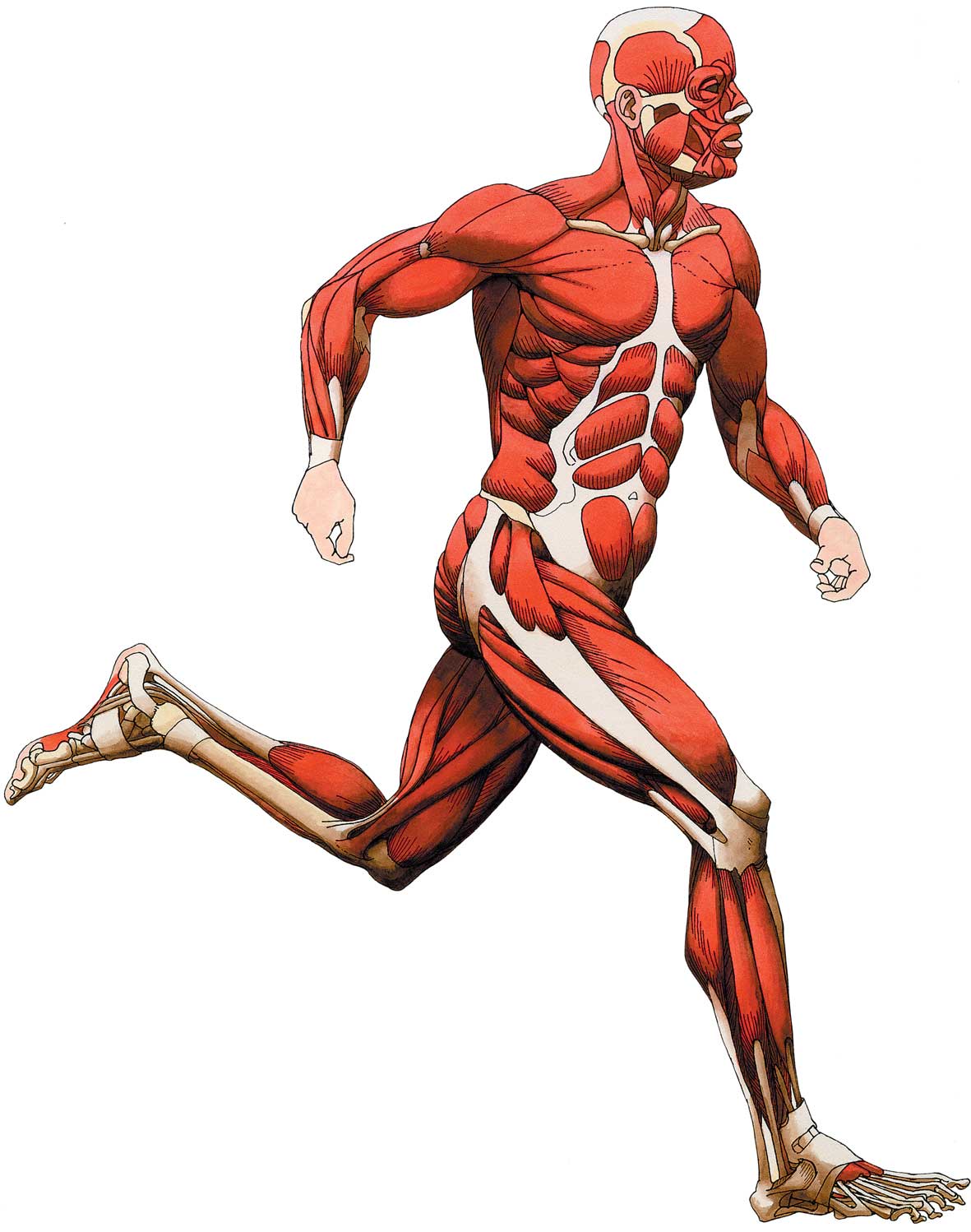 Muscle Clipart.