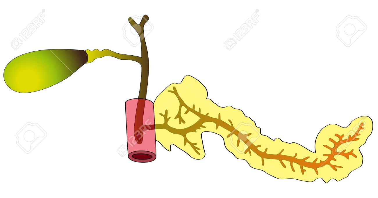 Human Digestive Organs The Pancreas, Gallbladder, Duodenum.