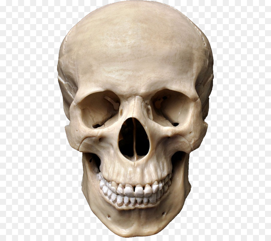 Skull Anatomy png download.