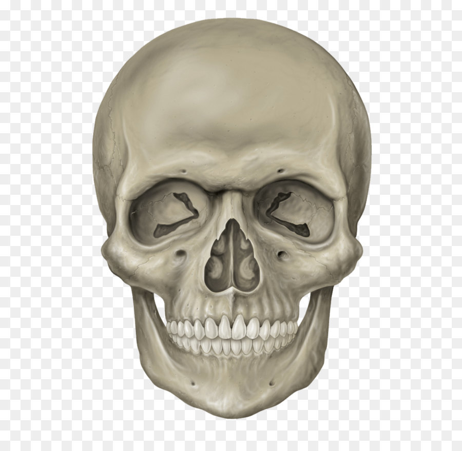 Human Skull Drawing png download.