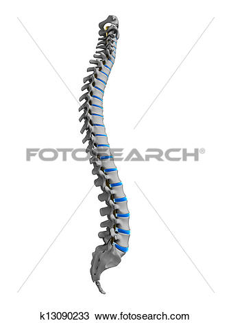 Human spine clipart 20 free Cliparts | Download images on Clipground 2022