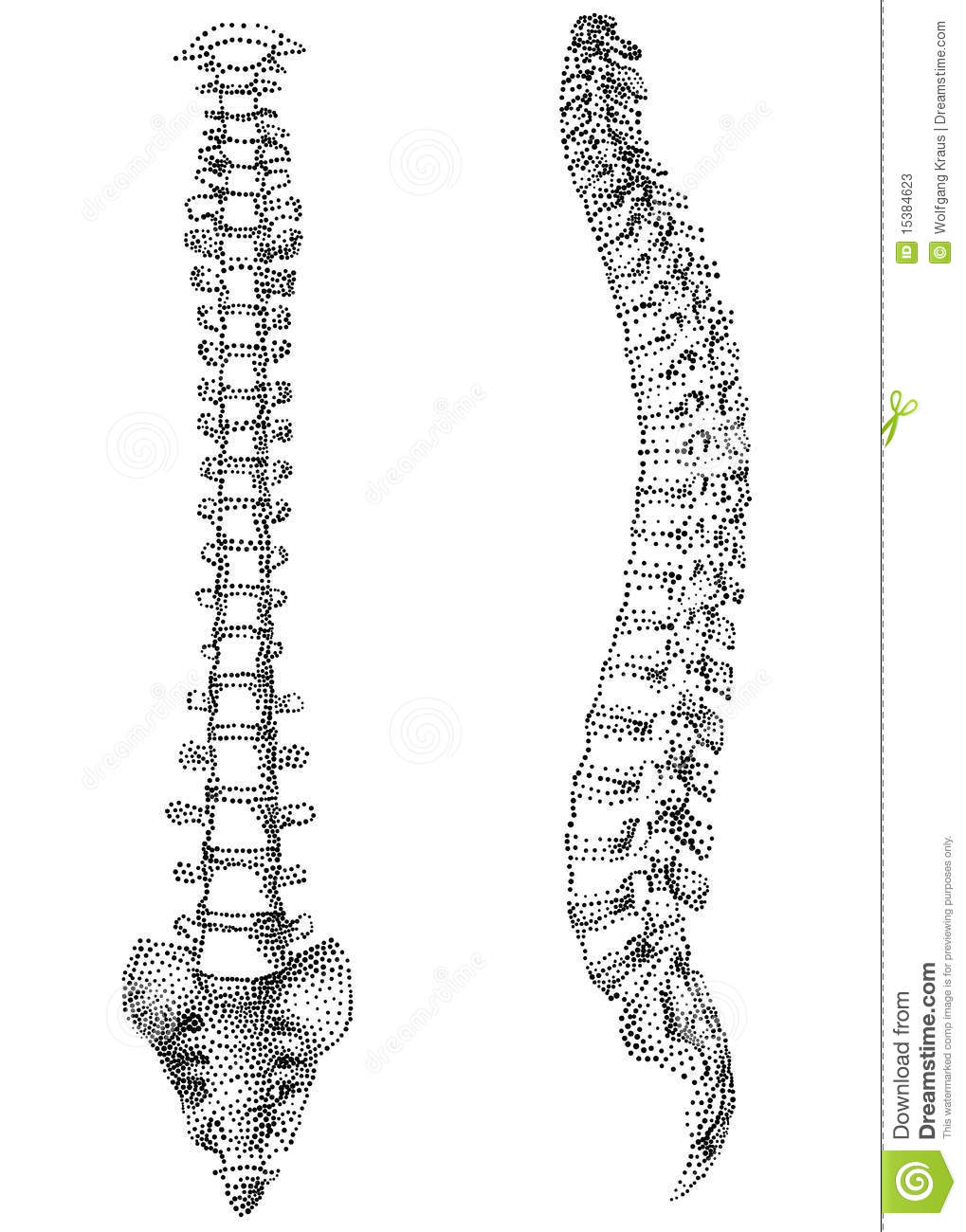 Human spine clipart 20 free Cliparts | Download images on Clipground 2022