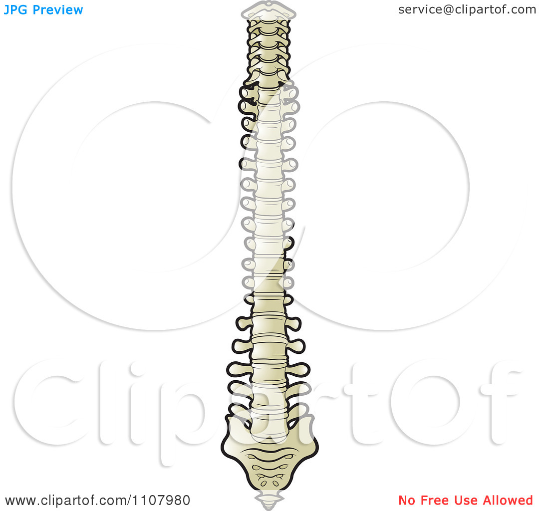 Clipart Human Spine.