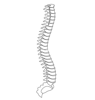 Back Spine Clipart.