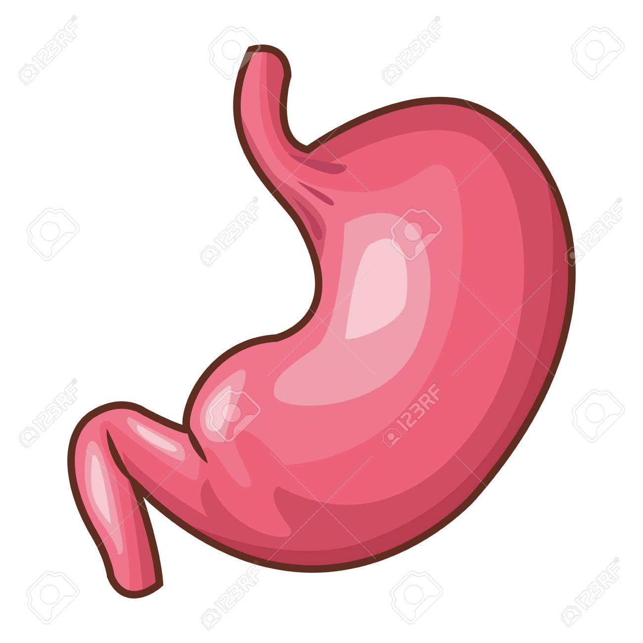 Human stomach organ vector illustration graphic design.