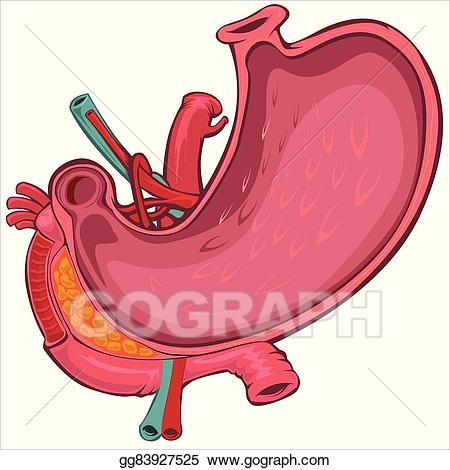 human stomach clipart 10 free Cliparts | Download images on Clipground 2024