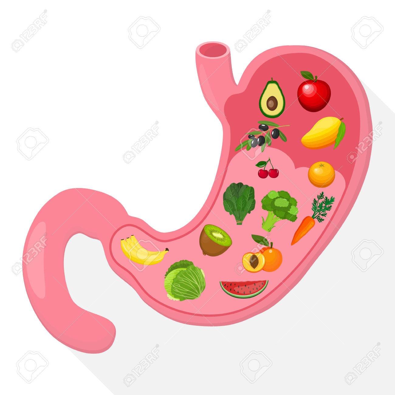 human stomach clipart 10 free Cliparts | Download images on Clipground 2024