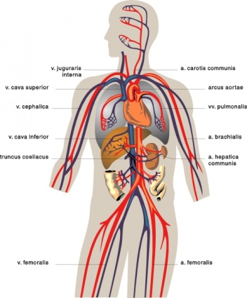 Clipart of the body veins.