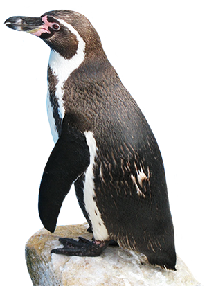 Funny Penguin Clip Art.