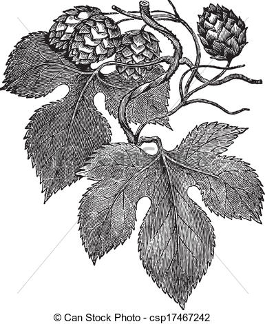 EPS Vector of Common hop engraving.