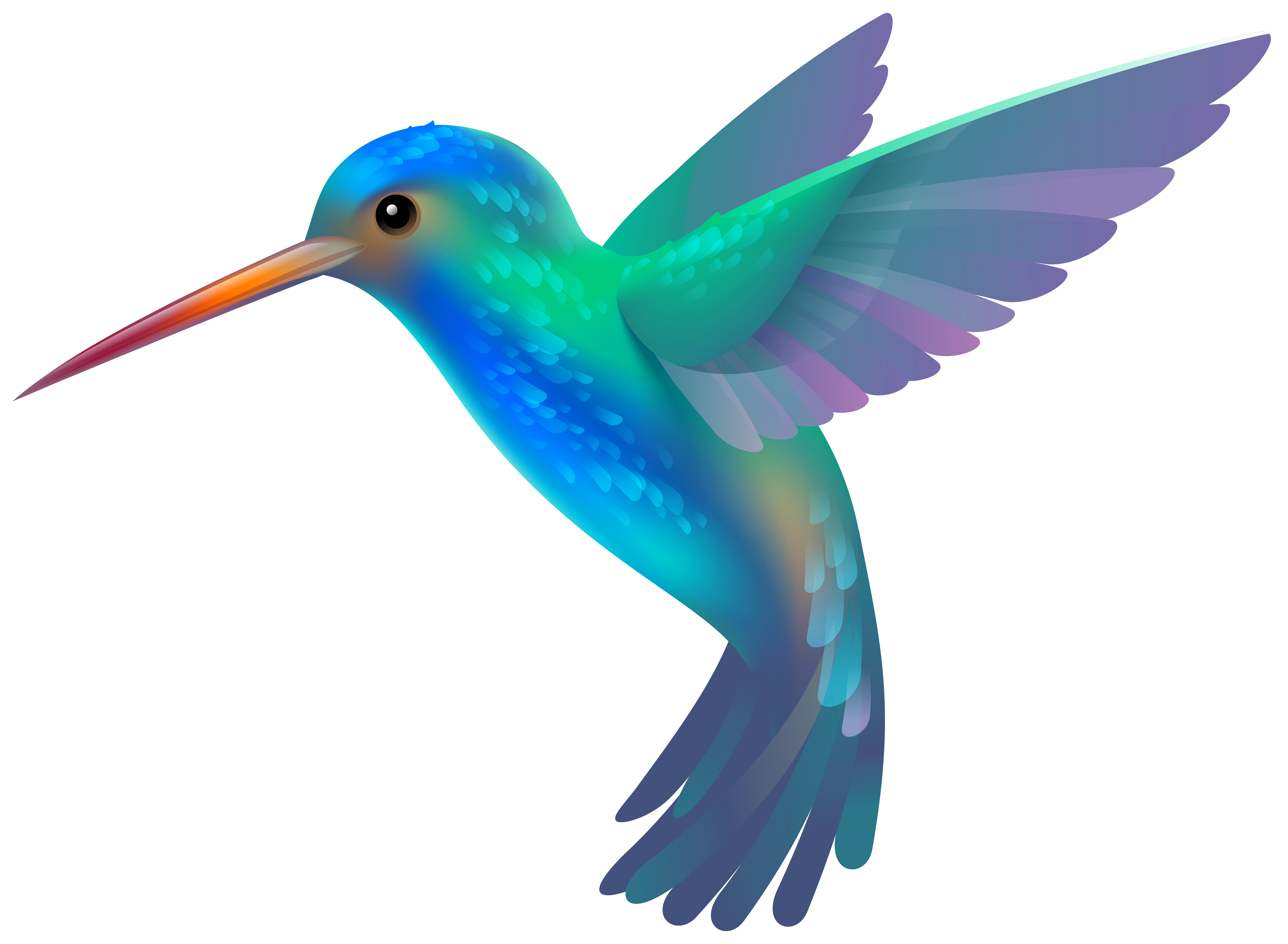 Hummingbird Clip Art & Hummingbird Clip Art Clip Art Images.