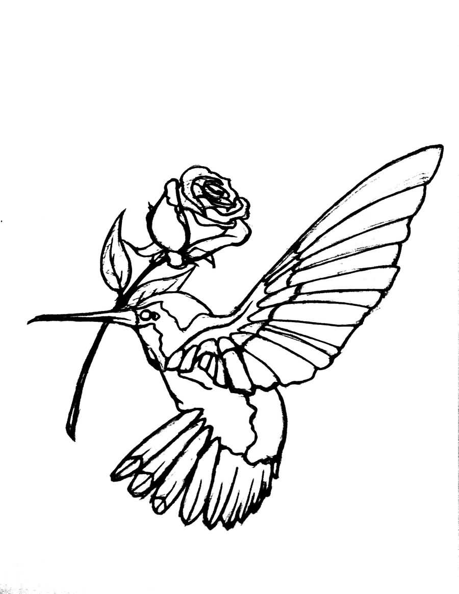 hummingbird clipart outline 20 free Cliparts | Download images on