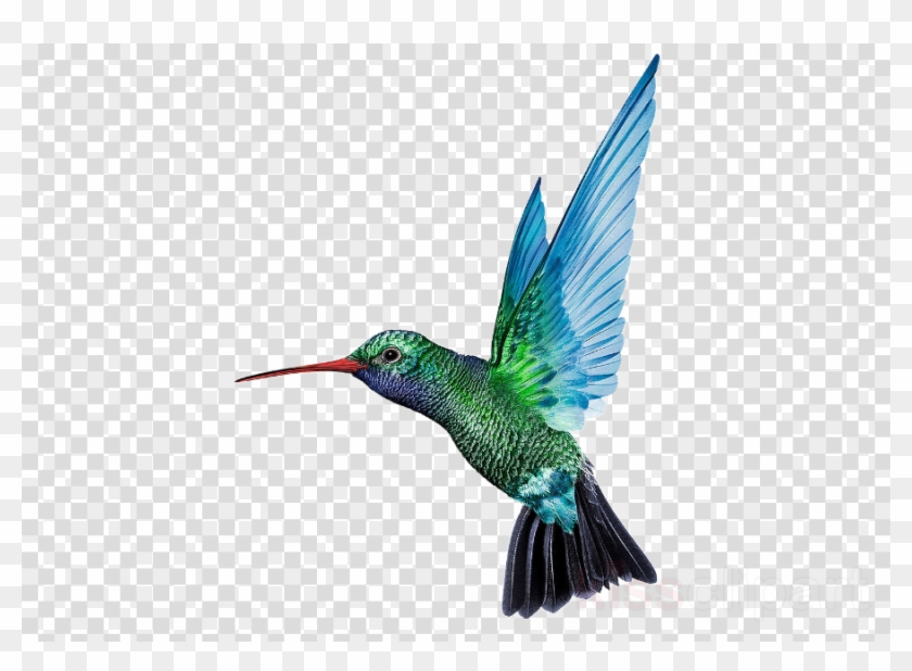 Hummingbird Png Clipart Hummingbird.