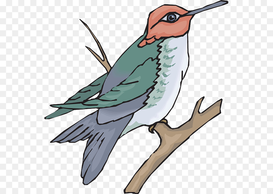 Hummingbird Drawing clipart.