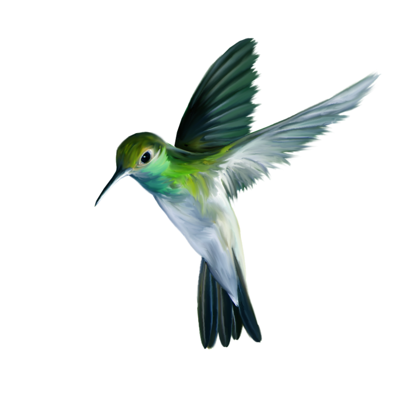 Hummingbird Art PNG Picture.