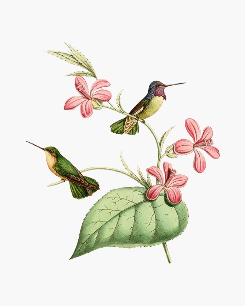 Costa\'s Hummingbird.