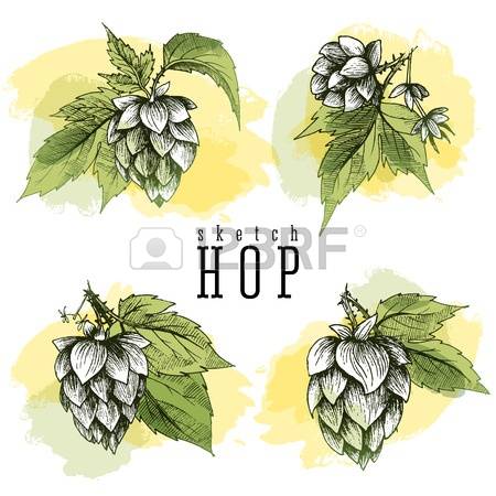 127 Humulus Stock Vector Illustration And Royalty Free Humulus Clipart.