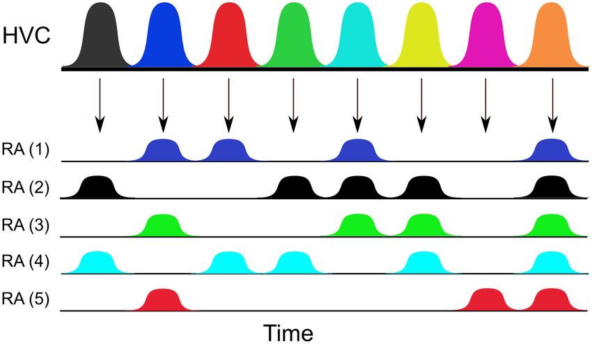 The scheme of HVC and RA dynamics. Five RA ensembles are.