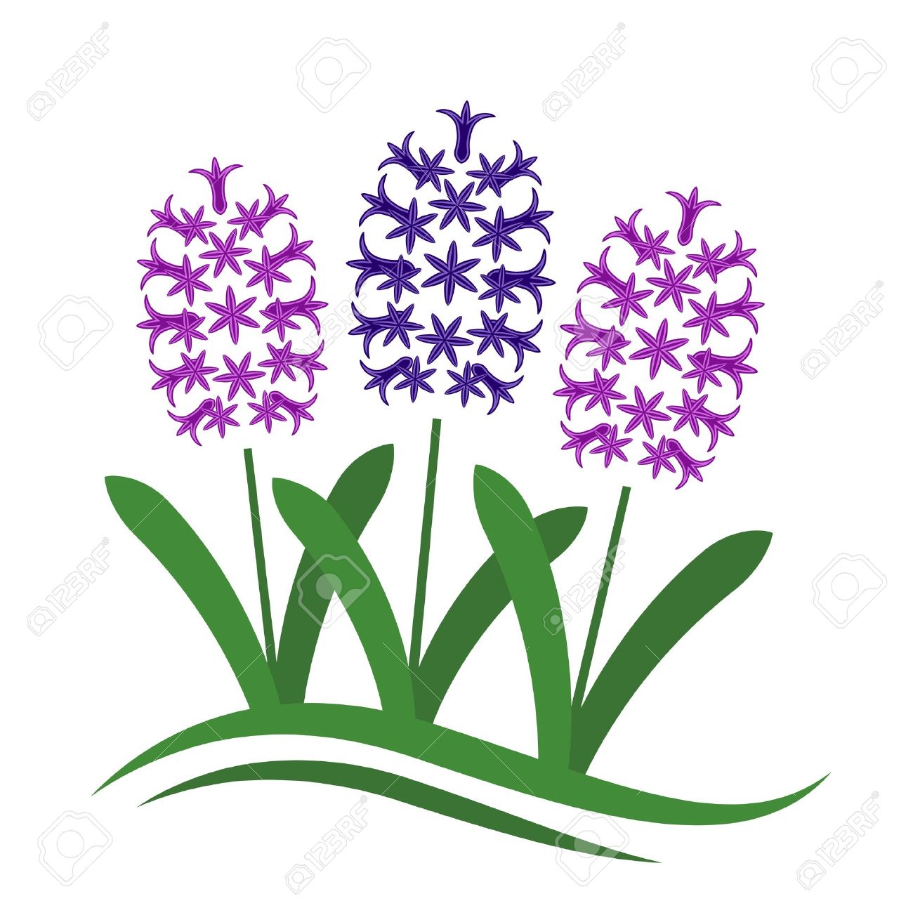 1,005 Hyacinth Stock Vector Illustration And Royalty Free Hyacinth.
