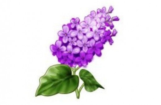 Pink Hyacinth Clip Art.