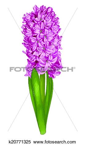 Clipart of beautiful pink hyacinth isolated on white background.