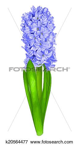 Clip Art of beautiful purple hyacinth with the effect of a.