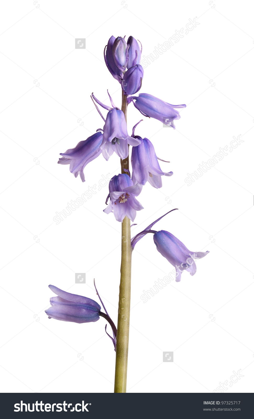 Hyacinthoides hispanica clipart 20 free Cliparts | Download images on ...