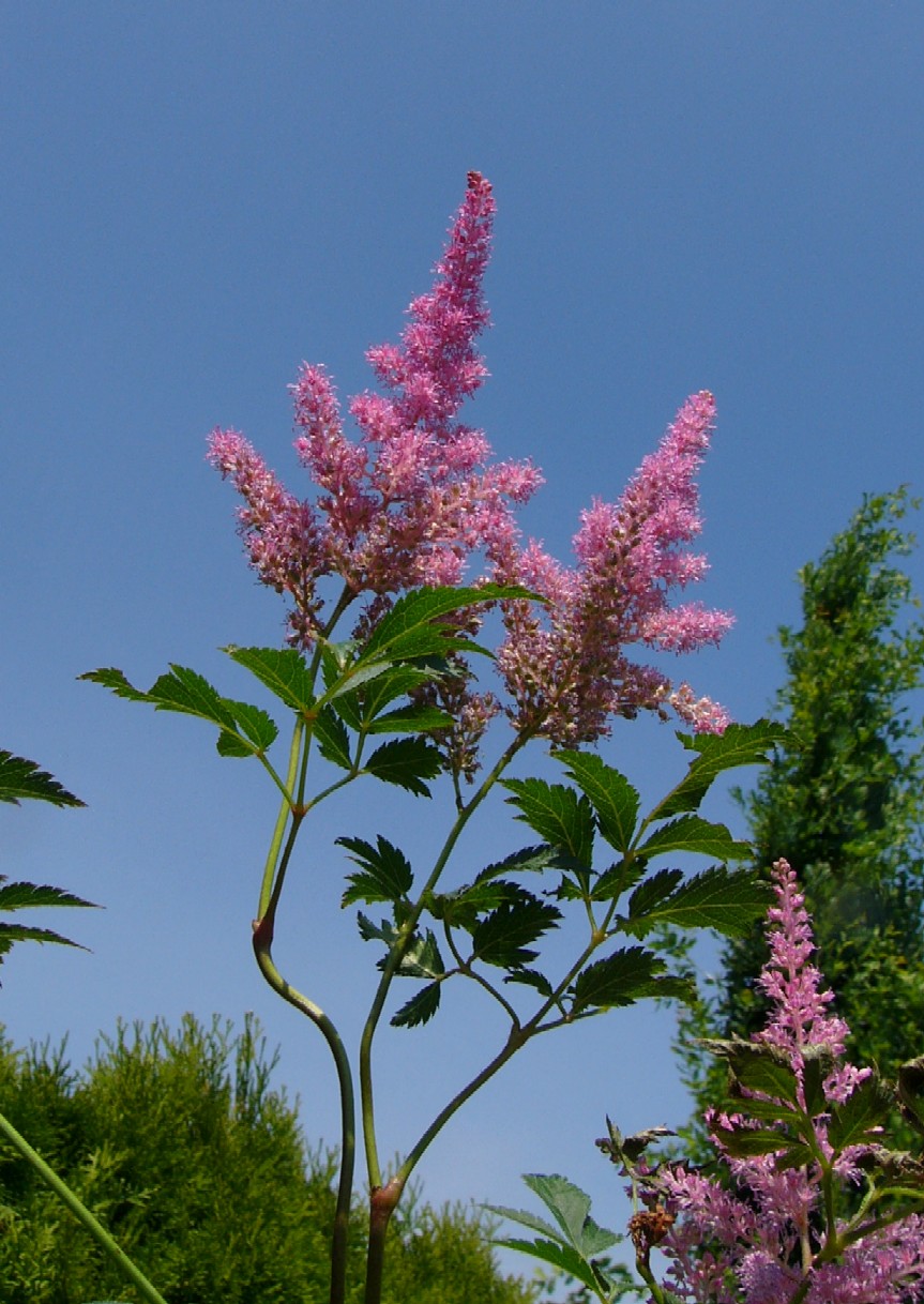 Astilbe.