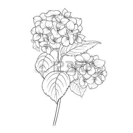 hydrangea clipart black and white 20 free Cliparts | Download images on