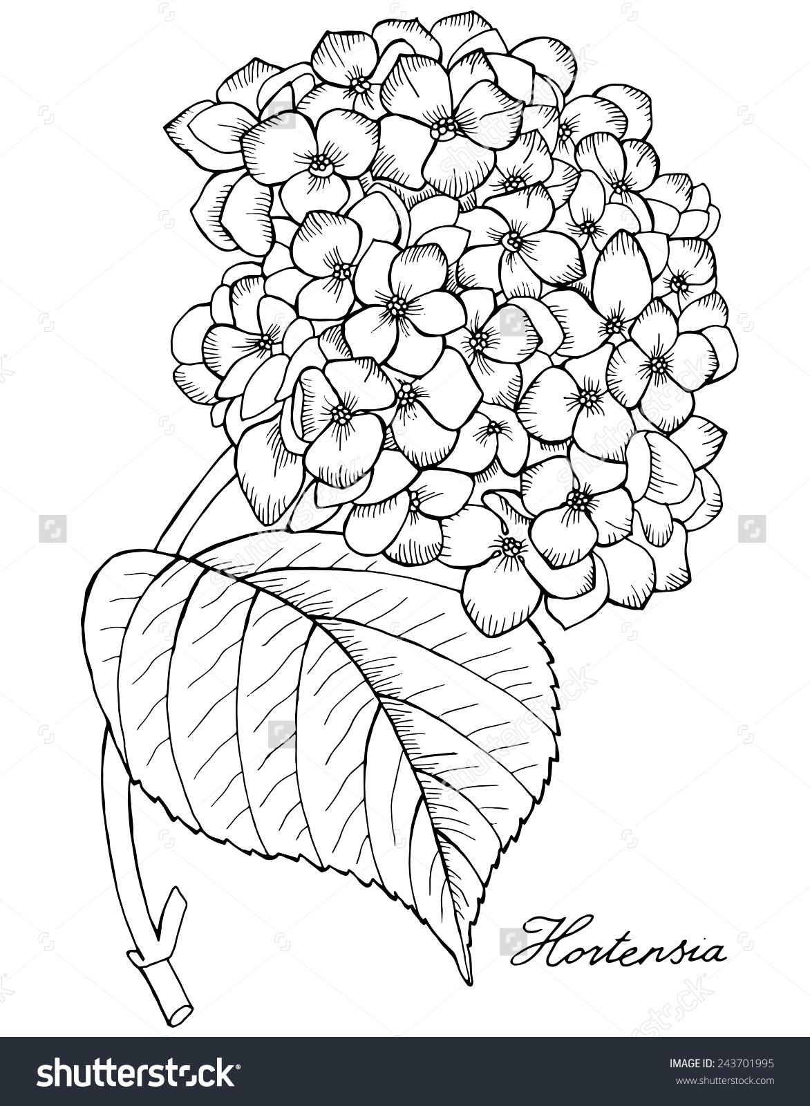 Hortensia Hydrangea Black White Stock Vector 243701995.