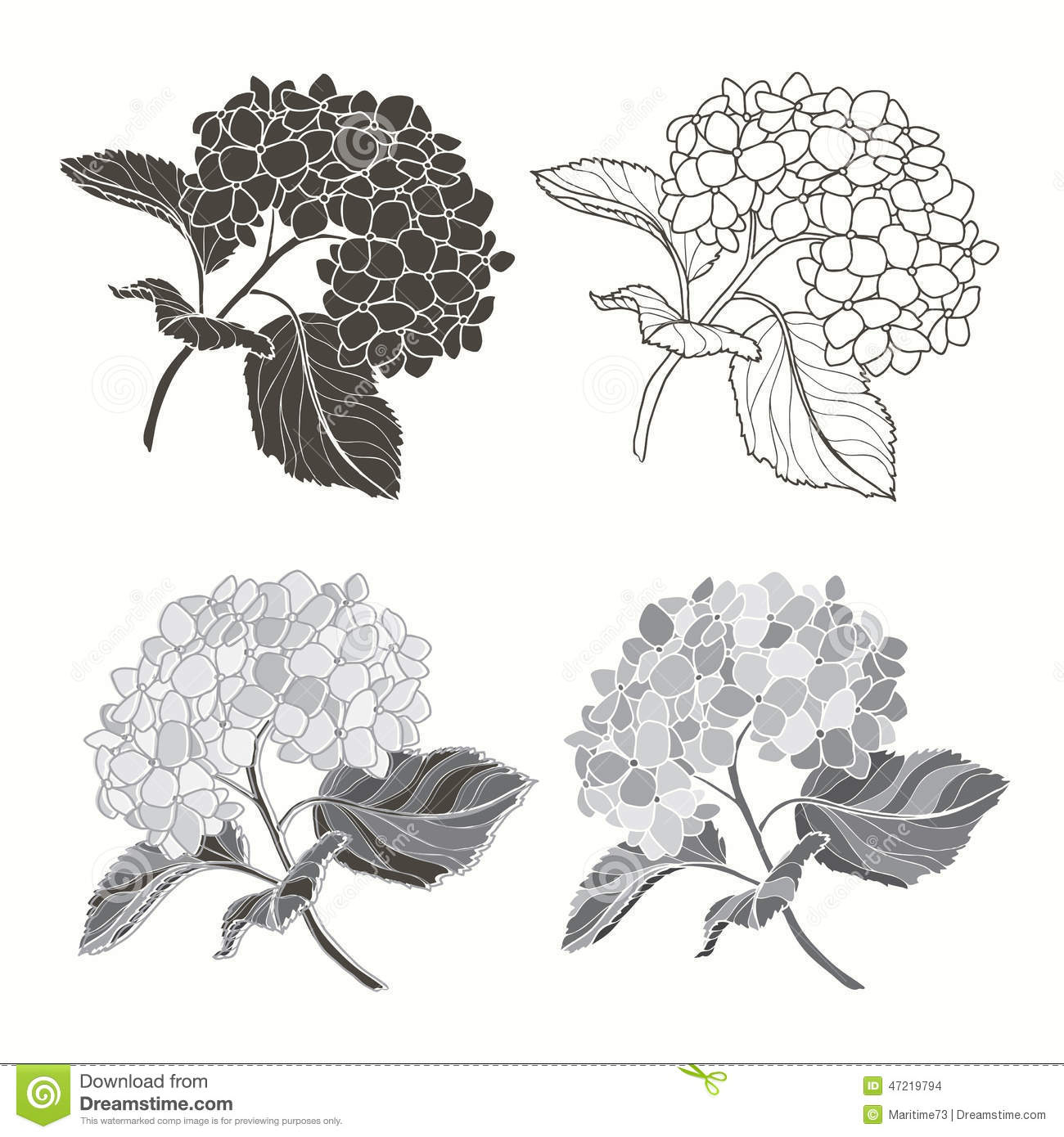 Beautiful Monochrome, Black And White Flower Hydrangea Isolated.