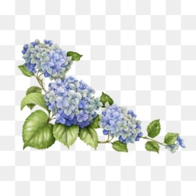 Hydrangea PNG Images.