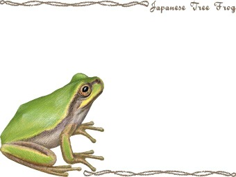Japanese Tree Frog, Hyla japonica clipart graphics (Free clip art.
