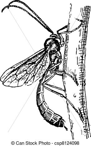 Hymenoptera Clipart and Stock Illustrations. 86 Hymenoptera vector.