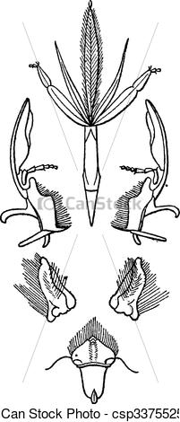 Clipart Vector of Fig 2. Insects that lick mouth, Hymenoptera.
