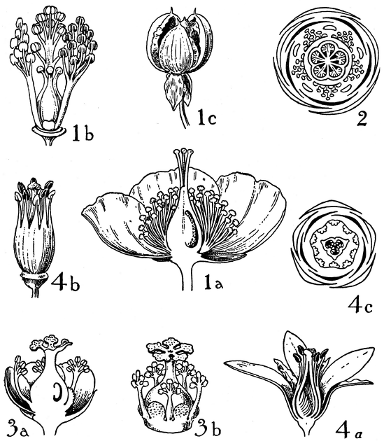 Orders of Hypericaceae, Guttiferae, and Tamaricaceae.