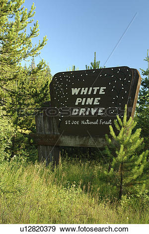 Stock Photograph of St. Joe National Forest, ID, Idaho, White Pine.